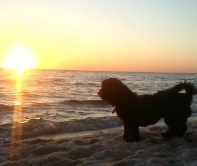 Cute doggie on the beach